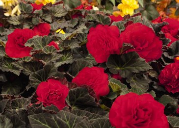 Бегония клубневая махровая (Begonia tuberhybrida)