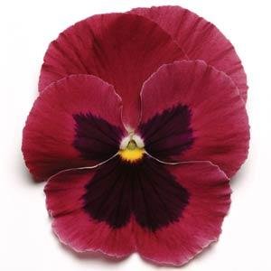 Виола виттрока (Viola wittrockiana) Виола виттрока (Viola wittrockiana)