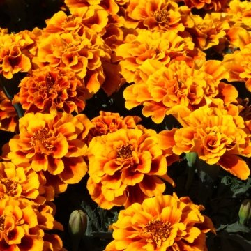 Бархатцы отклоненные (Tagetes patula)