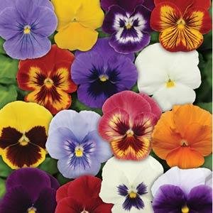 Виола виттрока (Viola wittrockiana) Виола виттрока (Viola wittrockiana)