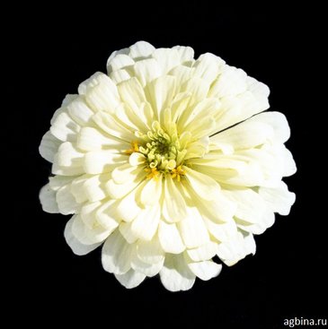 Цинния изящная (Zinnia elegans)