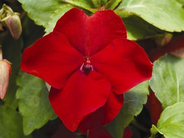 Бальзамин Уоллера (Impatiens walleriana)