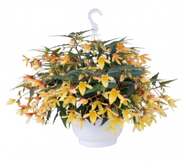 Бегония боливийская ампельная (Begonia boliviensis x hybrida)