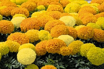 Бархатцы прямостоячие (Tagetes erecta)