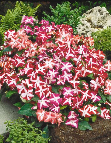 Бальзамин Уоллера (Impatiens walleriana) Бальзамин Уоллера (Impatiens walleriana)