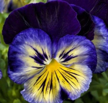 Виола Виттрока (Viola wittrockiana) Виола Виттрока (Viola wittrockiana)
