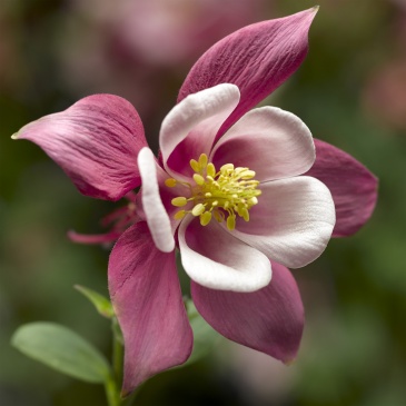 Аквилегия голубая (Aquilegia caerulea)