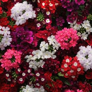 Вербена гибридная (Verbena hybrida) Вербена гибридная (Verbena hybrida)