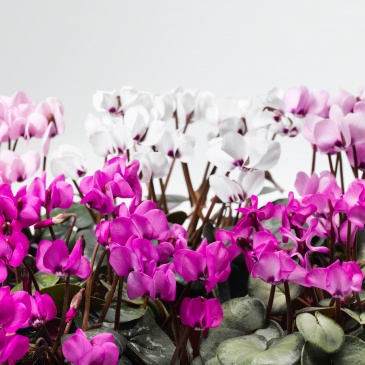Цикламен косский (Cyclamen coum)