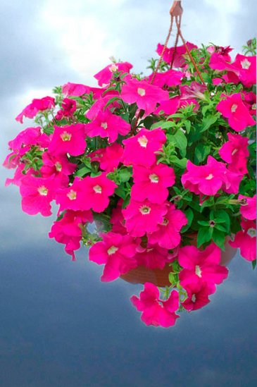 Петуния ампельная гибридная (Petunia х hybrida)