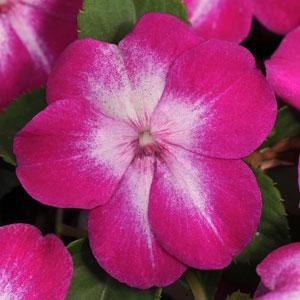 Бальзамин Уоллера (Impatiens walleriana) Бальзамин Уоллера (Impatiens walleriana)