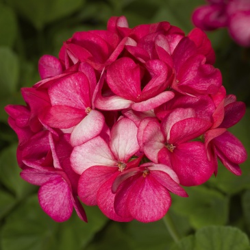 Герань (пеларгония садовая) (Pelargonium x hortorum)