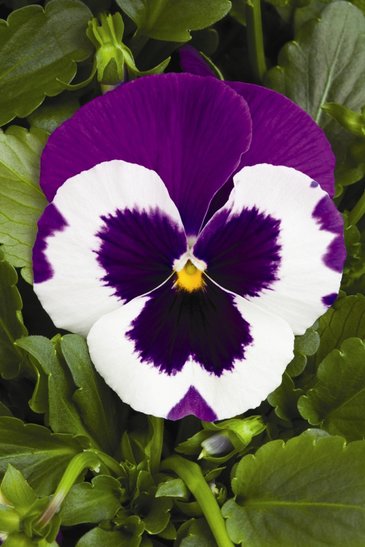 Виола Виттрока (Viola wittrockiana) Виола Виттрока (Viola wittrockiana)