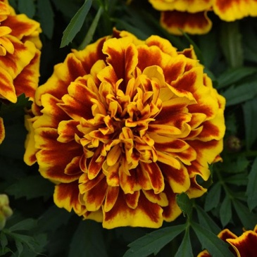 Бархатцы отклоненные (Tagetes patula) Бархатцы отклоненные (Tagetes patula)