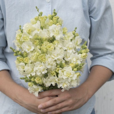 Львиный зев (Антирринум) махровый (Antirrhinum majus)