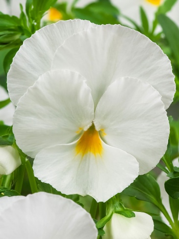 Виола Виттрока (Viola wittrockiana)