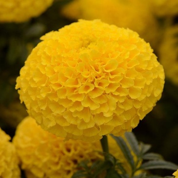 Бархатцы прямостоячие (Tagetes erecta) Бархатцы прямостоячие (Tagetes erecta)