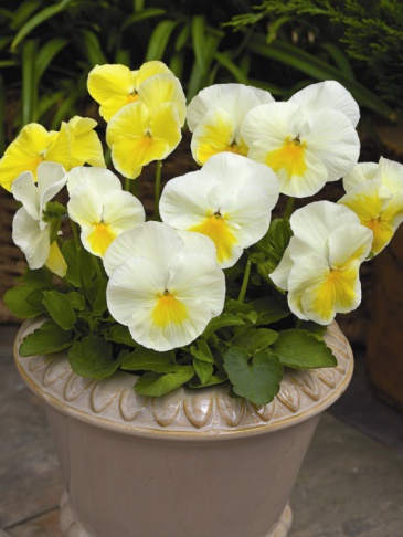 Виола Виттрока (Viola wittrockiana)