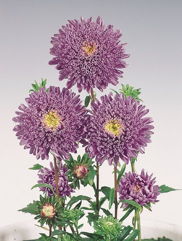 Астра китайская (Callistephus chinensis)