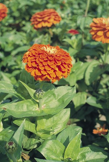 Цинния изящная (Zinnia elegans)