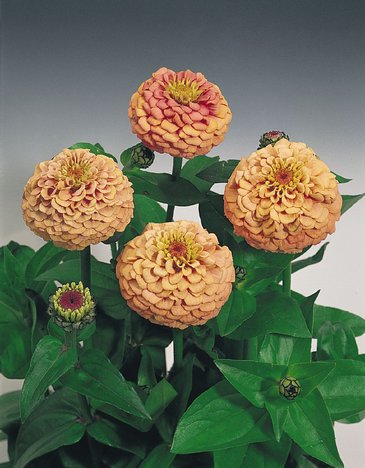 Цинния изящная (Zinnia elegans)