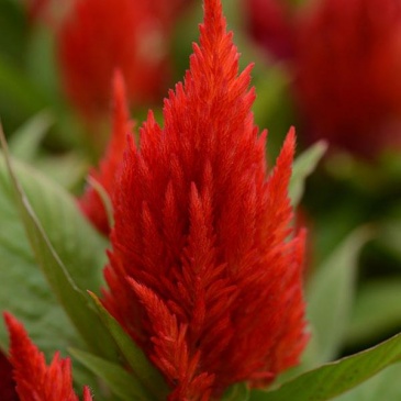 Целозия метельчатая (Celosia plumosa)