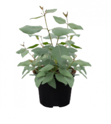 Эвкалипт тополевидный (Eucalyptus populnea) Эвкалипт тополевидный (Eucalyptus populnea)