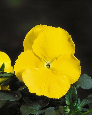 Виола Виттрока (Viola wittrockiana) Виола Виттрока (Viola wittrockiana)