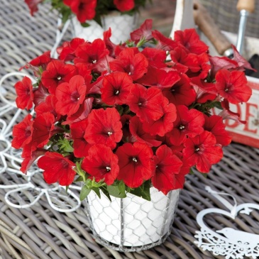 Петуния ампельная гибридная (Petunia x hybrida)