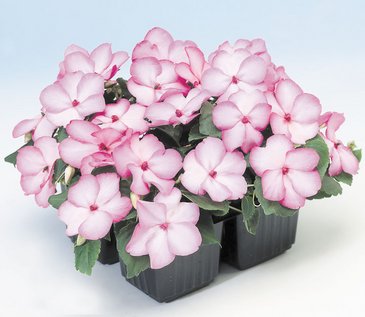 Бальзамин Уоллера (Impatiens walleriana) Бальзамин Уоллера (Impatiens walleriana)