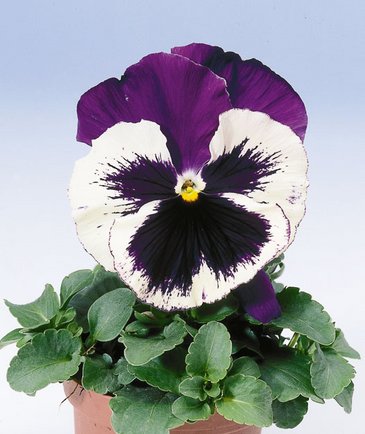 Виола Виттрока (Viola wittrockiana) Виола Виттрока (Viola wittrockiana)