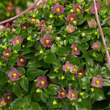 Экзакум (Exacum affine) Экзакум (Exacum affine)