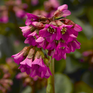 Бадан сердцелистный (Bergenia cordifolia)