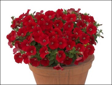 Петуния ампельная гибридная (Petunia x hybrida)