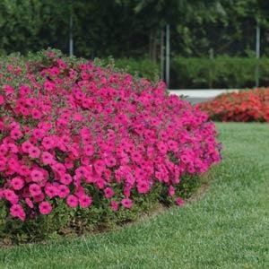 Петуния ампельная гибридная (Petunia х hybrida) Петуния ампельная гибридная (Petunia х hybrida)