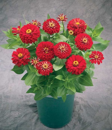 Цинния изящная (Zinnia elegans)