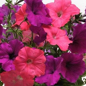 Петуния ампельная гибридная (Petunia х hybrida)