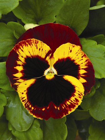 Виола Виттрока (Viola wittrockiana) Виола Виттрока (Viola wittrockiana)