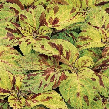 Колеус гибридный (Coleus х hybrida) Колеус гибридный (Coleus х hybrida)