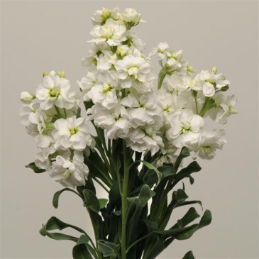 Левкой седой (Matthiola incana)