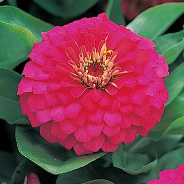Цинния изящная (Zinnia elegans)