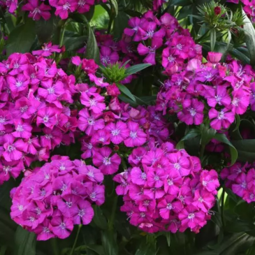 Гвоздика турецкая (Dianthus barbatus)