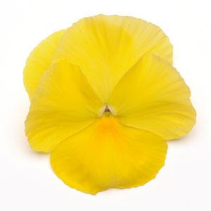 Виола виттрока (Viola wittrockiana) Виола виттрока (Viola wittrockiana)
