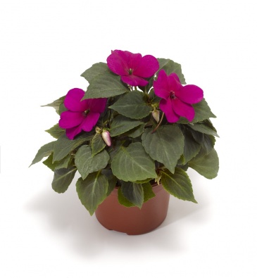 Бальзамин Уоллера ампельный (Impatiens walleriana) Бальзамин Уоллера ампельный (Impatiens walleriana)