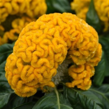 Целозия гребенчатая (Celosia cristata)