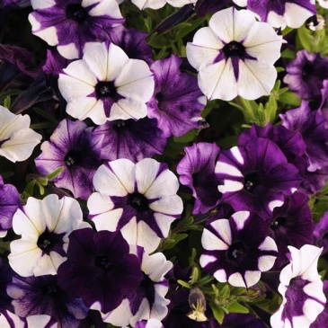 Петуния ампельная гибридная (Petunia х hybrida)