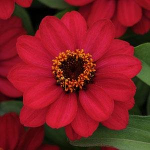 Цинния мариландская (Zinnia marylandica) Цинния мариландская (Zinnia marylandica)
