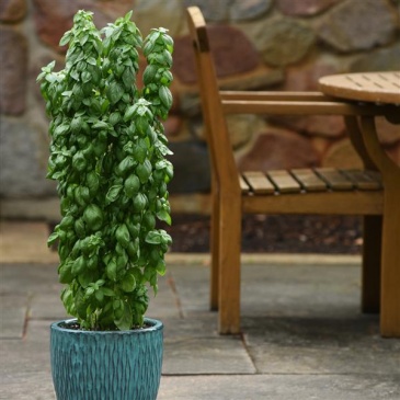 Базилик благородный (Ocimum basilicum)