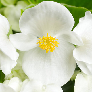 Бегония вечноцветущая (зеленая листва) (Begonia semperflorens)