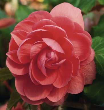 Бегония клубневая махровая ампельная (Begonia tuberhybrida) Бегония клубневая махровая ампельная (Begonia tuberhybrida)